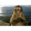 Macaco engraçado 🙊🙉🙈 13