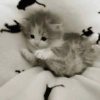 CAT MAGER DAN CUTE 😾 8