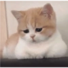 Mishis tristes 😿🥲 12