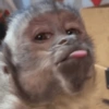 Macacos 5