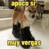 Frases perrunas cool 10