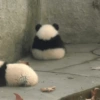 Urso dramático  5