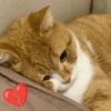 MELHORES MEMES DE GATO 😺 12