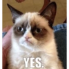 Talking cat 10