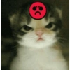 Anomali kucing 19