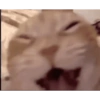 Kucing  6