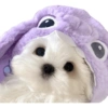 Animais fofinhos 7