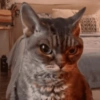Reações gatinhos 15