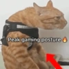 Cukurukuk bakekok kokekab 6