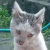 Gatos Random!! #2 14
