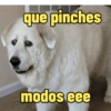 Frases perrunas cool 7