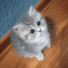 CAT MAGER DAN CUTE 😾 7