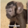 Prosigue