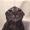 Gatitos. | @ocenferios  Haki. 7