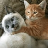 Gatos Random!! #2 12