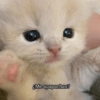 ¿Me apapachas?