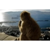 Macaco engraçado 🙊🙉🙈 8