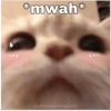 Anomali kucing 14