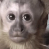 REACCIONES Shitpost 🐄🌍♻️2 5