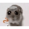 Hamster🎀 19
