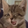 Cat Reaction😹😁 14