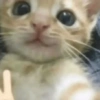 Cat Reaction😹😁 18