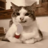 Gatos Random!! #2 17
