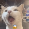 Cat Reaction😹😁 10