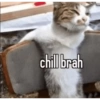 Ball cat 8