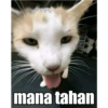 Kucing 5