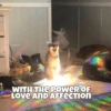 Talking cat 8