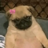 🎀 Perritos tiernos 🎀 11