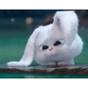 Bad bunny 🐰 12
