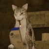 Gatos 6