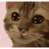 Kucing kucing 12