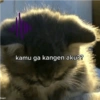 Anomali kucing 11