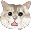 @KiwiBritishCat 13