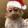 Hewan christmas natal cat 5