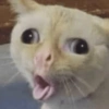 Cats meme 2 8