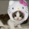 Memes de gatos 🐱😂 9