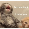 Anomali kucing 6