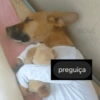 ROLE preguiça