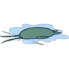 Plankton / plakton. planton 🟢  18
