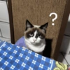 Cat vibs 14