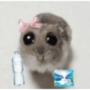 Hamster🎀 22