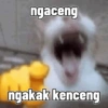Kucing 16