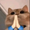 Gatos Random!! #2 9