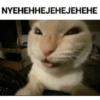 Anomali kucing 15