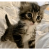 #Gatitos tiernos 😍❤️ 10