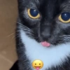 Cat Reaction😹😁 11